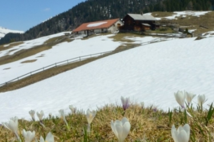 Le printemps apparait !