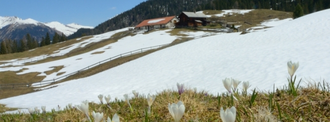 le-printemps-apparait